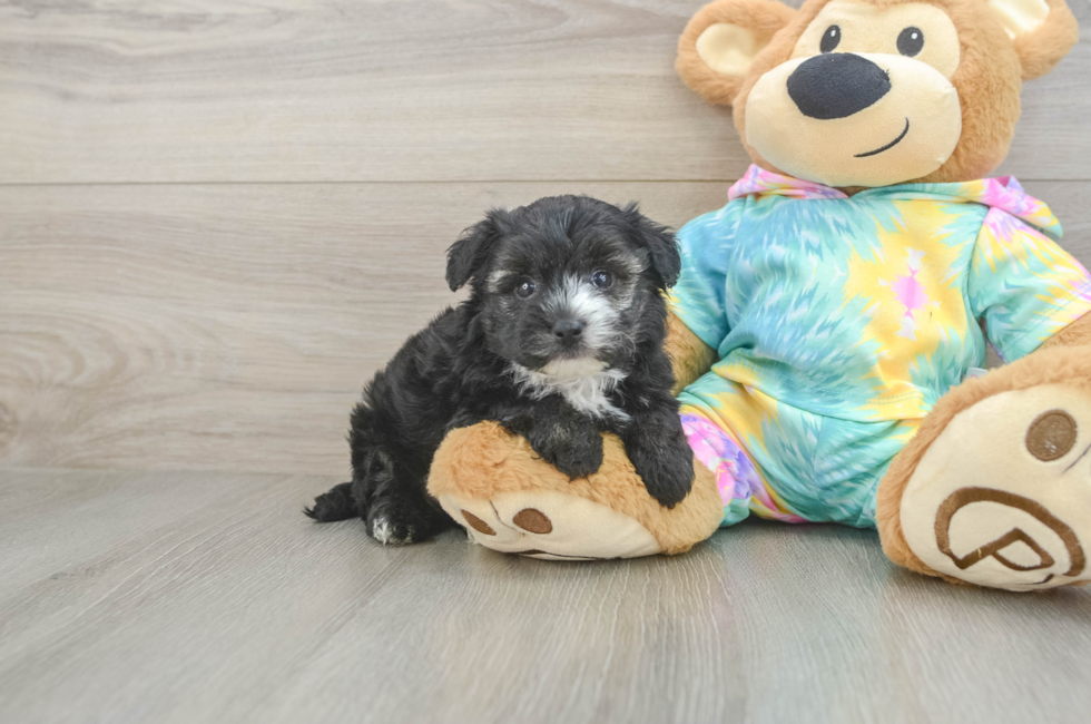 5 week old Yorkie Poo Puppy For Sale - Pilesgrove Pups