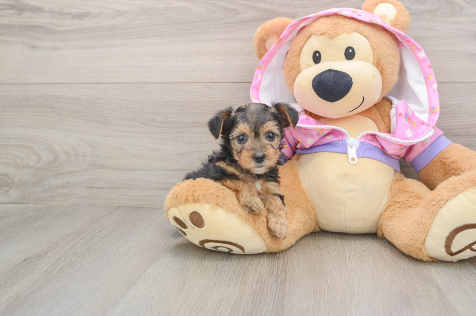 5 week old Yorkie Poo Puppy For Sale - Pilesgrove Pups