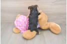 Yorkie Poo Puppy for Adoption