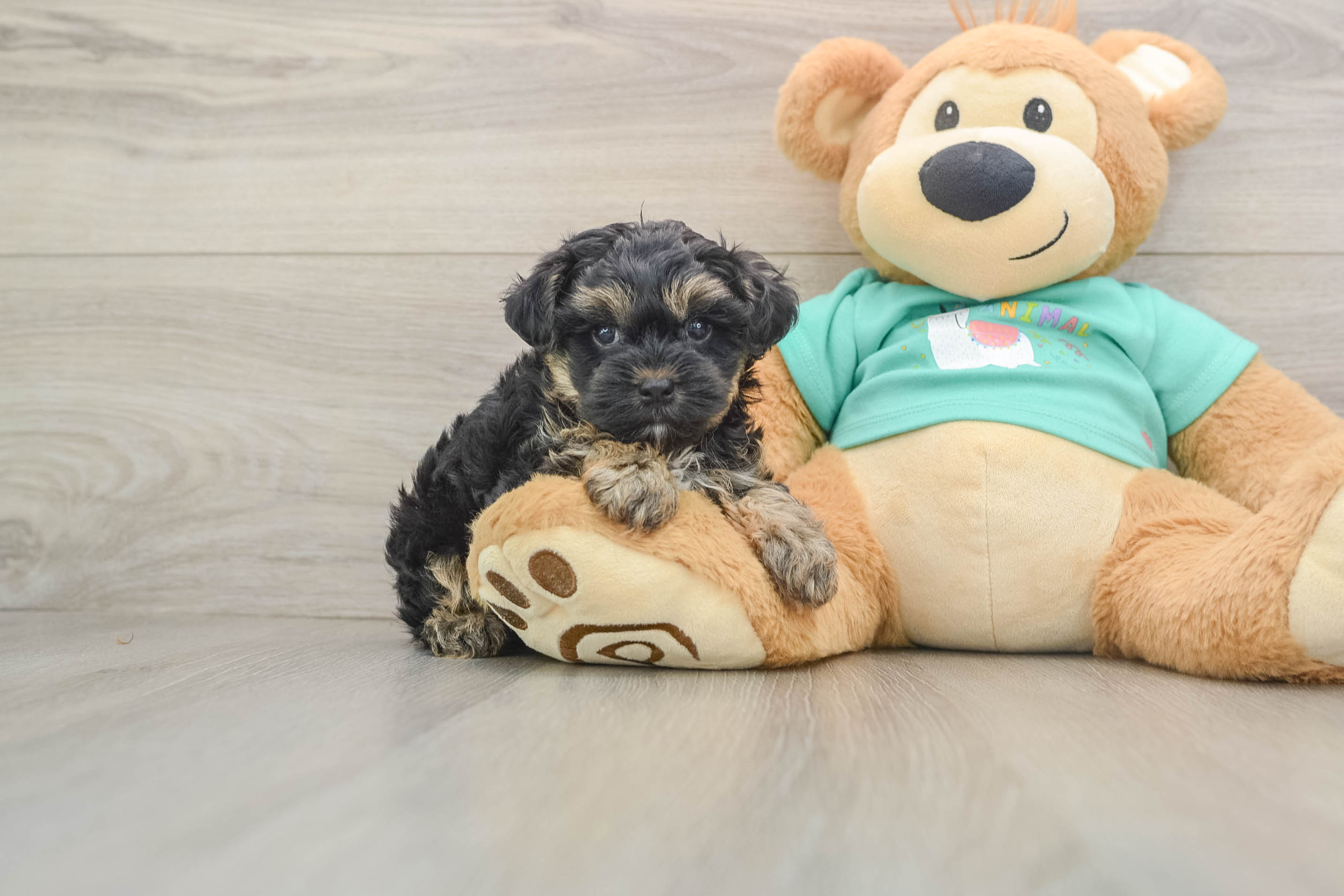 Yorkie Poo Puppy for Adoption