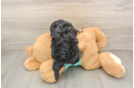Funny Yorkie Poo Poodle Mix Pup