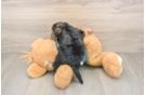 Cute Yorkie Poo Baby