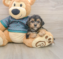 7 week old Yorkie Poo Puppy For Sale - Pilesgrove Pups