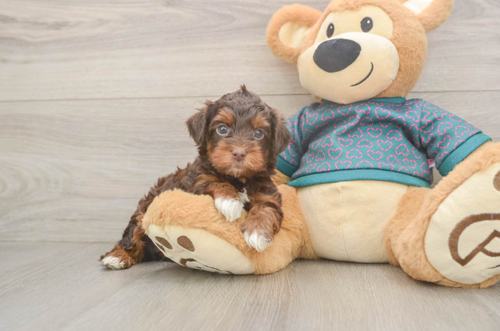 5 week old Yorkie Poo Puppy For Sale - Pilesgrove Pups