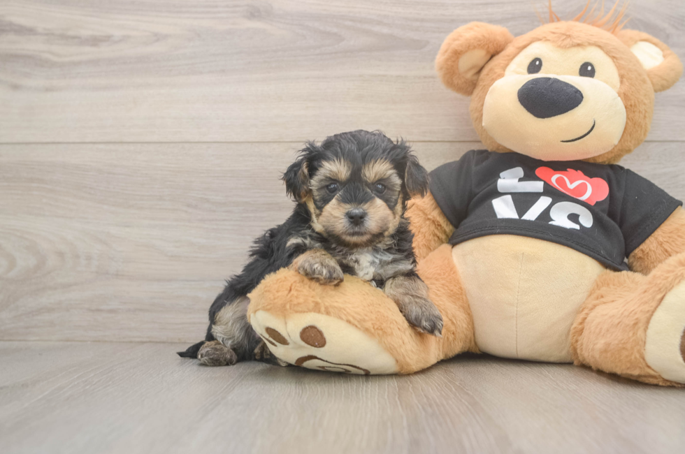 5 week old Yorkie Poo Puppy For Sale - Pilesgrove Pups