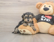 7 week old Yorkie Poo Puppy For Sale - Pilesgrove Pups 7 week old Yorkie Poo Puppy For Sale - Pilesgrove Pups