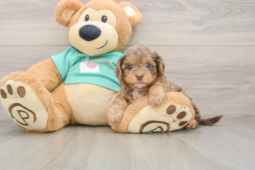 Yorkie Poo Pup Being Cute