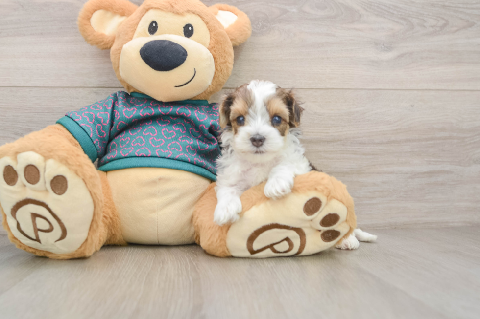 Best Yorkie Poo Baby