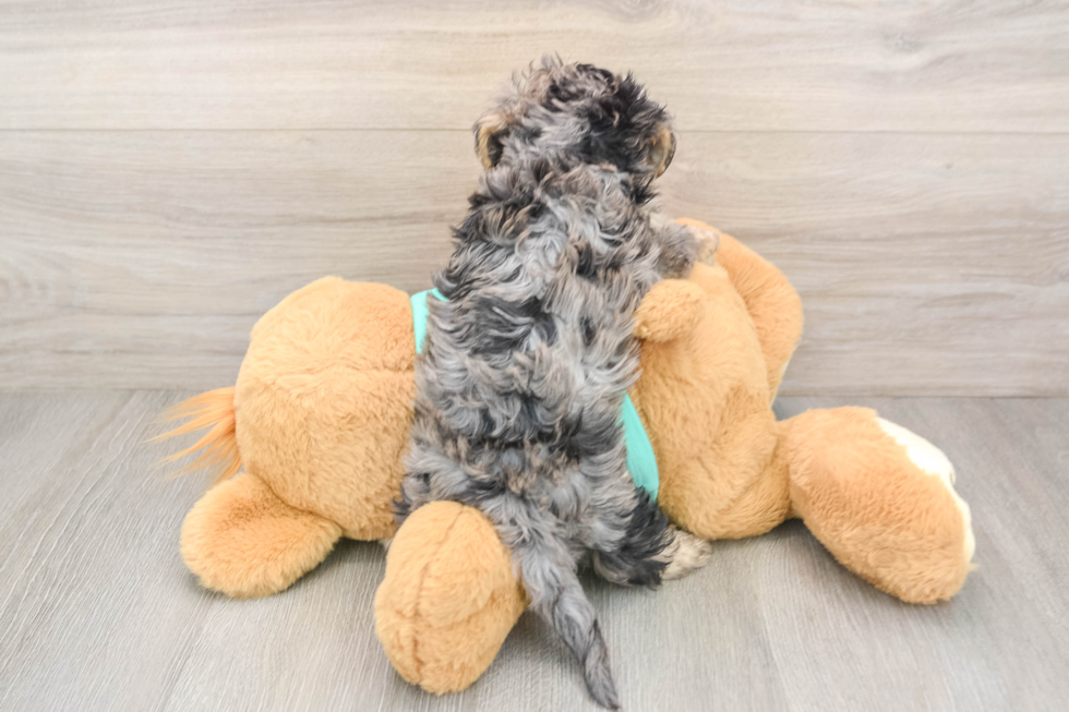 Funny Yorkie Poo Poodle Mix Pup