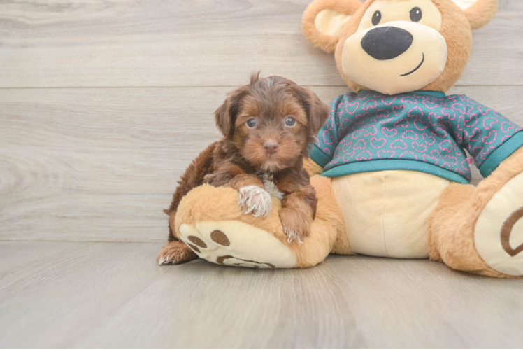 Little Yorkie Poodle Mix Poodle Mix Puppy