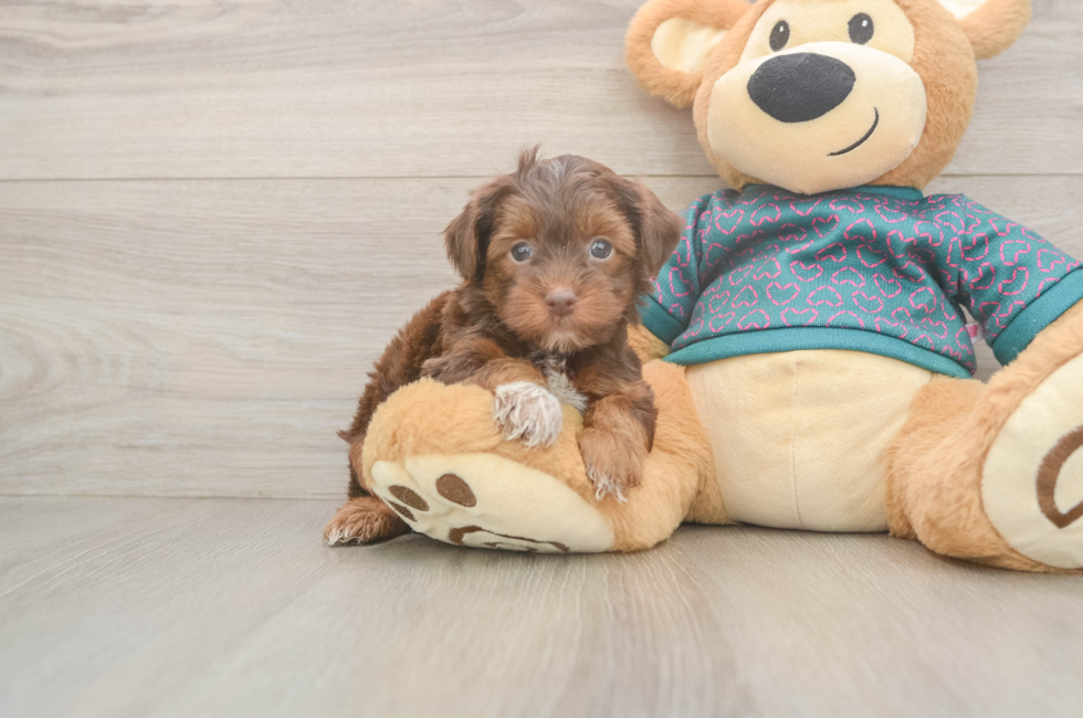 5 week old Yorkie Poo Puppy For Sale - Pilesgrove Pups