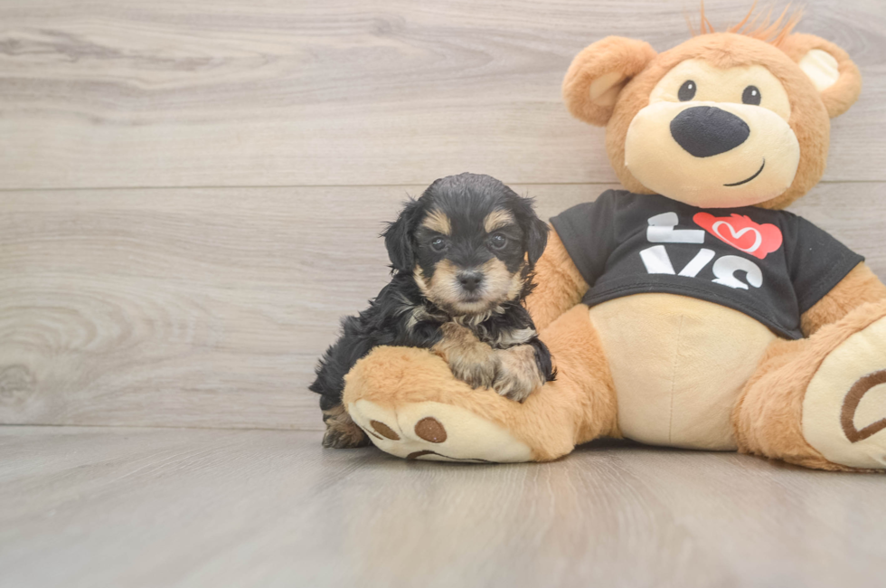 5 week old Yorkie Poo Puppy For Sale - Pilesgrove Pups