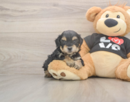7 week old Yorkie Poo Puppy For Sale - Pilesgrove Pups 7 week old Yorkie Poo Puppy For Sale - Pilesgrove Pups