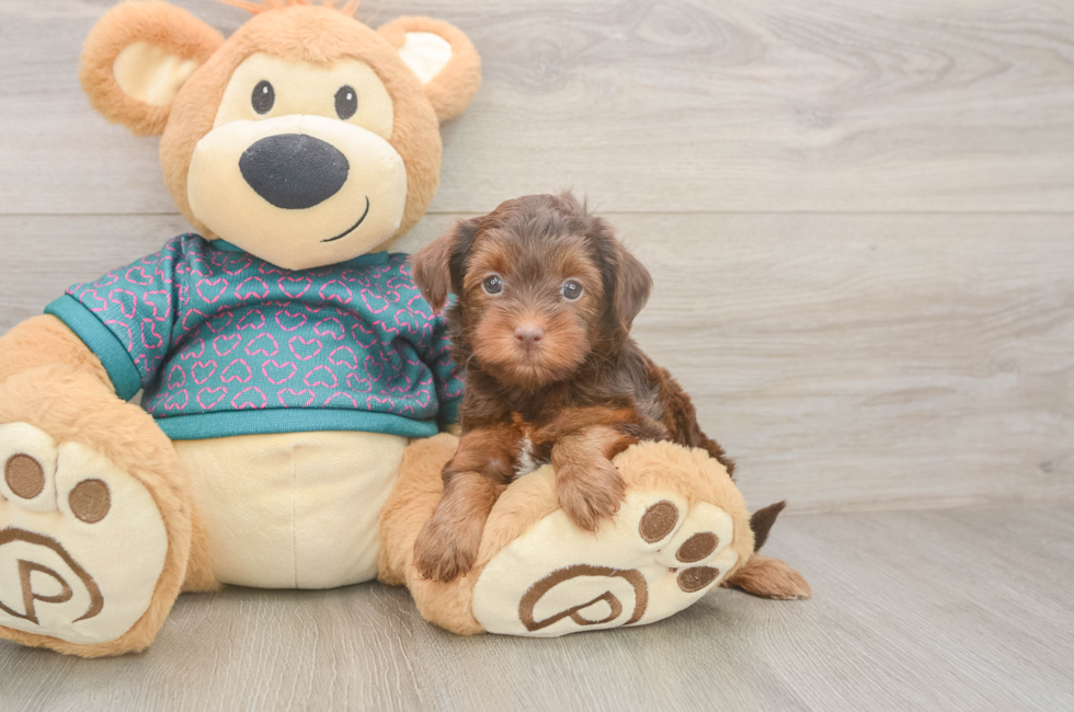 5 week old Yorkie Poo Puppy For Sale - Pilesgrove Pups