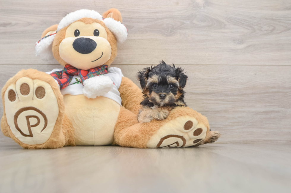 5 week old Yorkie Poo Puppy For Sale - Pilesgrove Pups