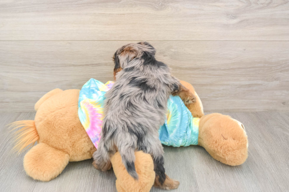 Yorkie Poo Puppy for Adoption