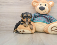 8 week old Yorkie Poo Puppy For Sale - Pilesgrove Pups