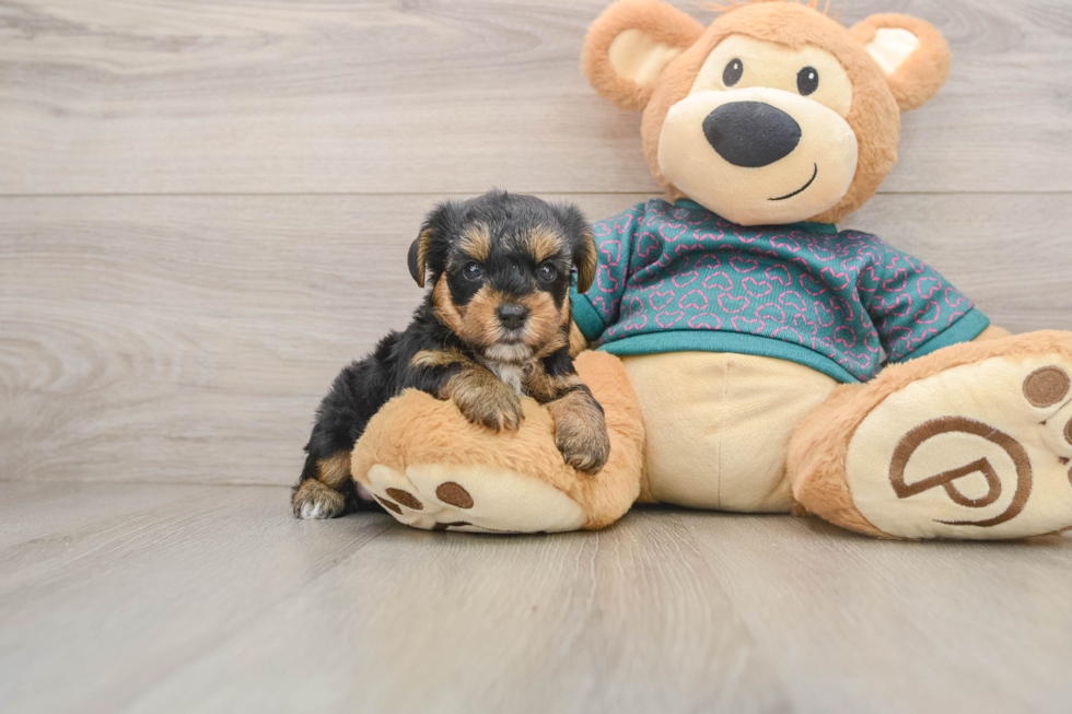 Yorkie Poo Pup Being Cute