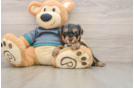 Funny Yorkie Poo Poodle Mix Pup