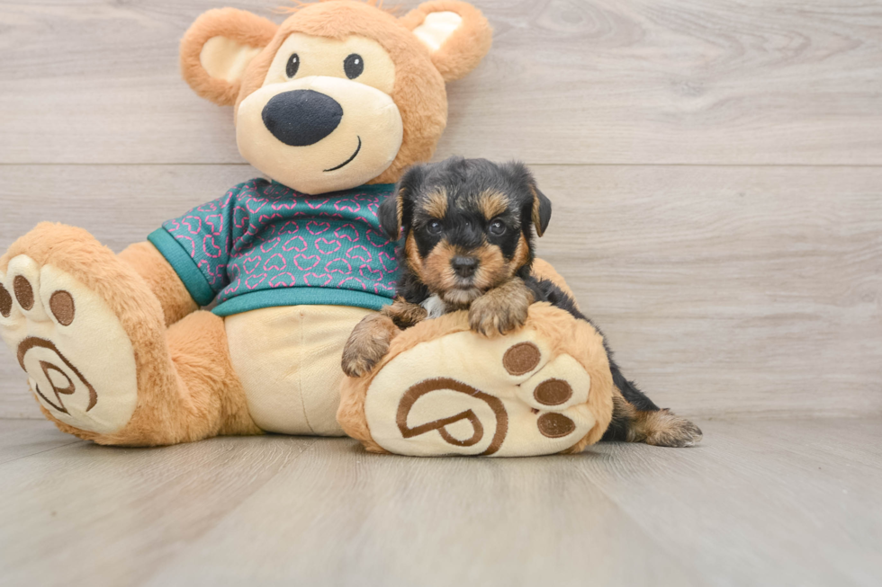 Funny Yorkie Poo Poodle Mix Pup