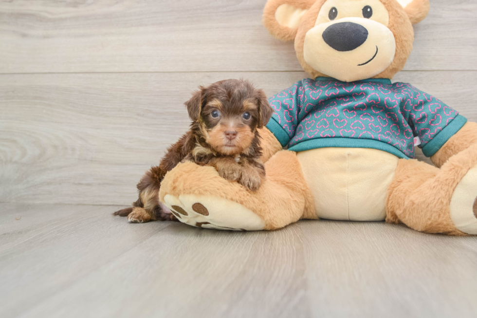 Funny Yorkie Poo Poodle Mix Pup