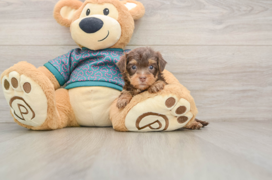 ZARA, a Yorkie Poo littermate