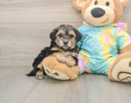 11 week old Yorkie Poo Puppy For Sale - Pilesgrove Pups