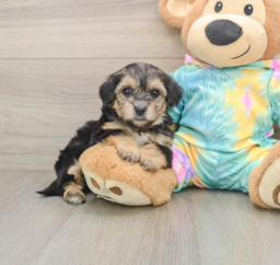 5 week old Yorkie Poo Puppy For Sale - Pilesgrove Pups