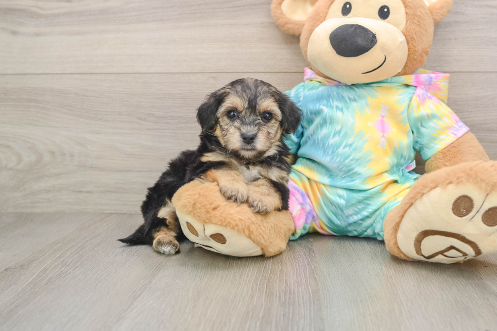 Yorkie Poo Puppy for Adoption