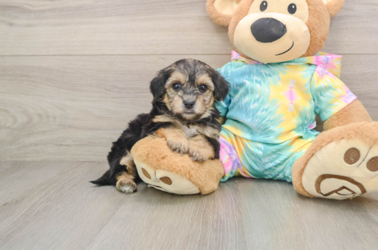 Yorkie Poo Puppy for Adoption