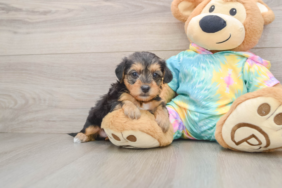Yorkie Poo Puppy for Adoption