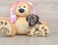 8 week old Yorkie Poo Puppy For Sale - Pilesgrove Pups
