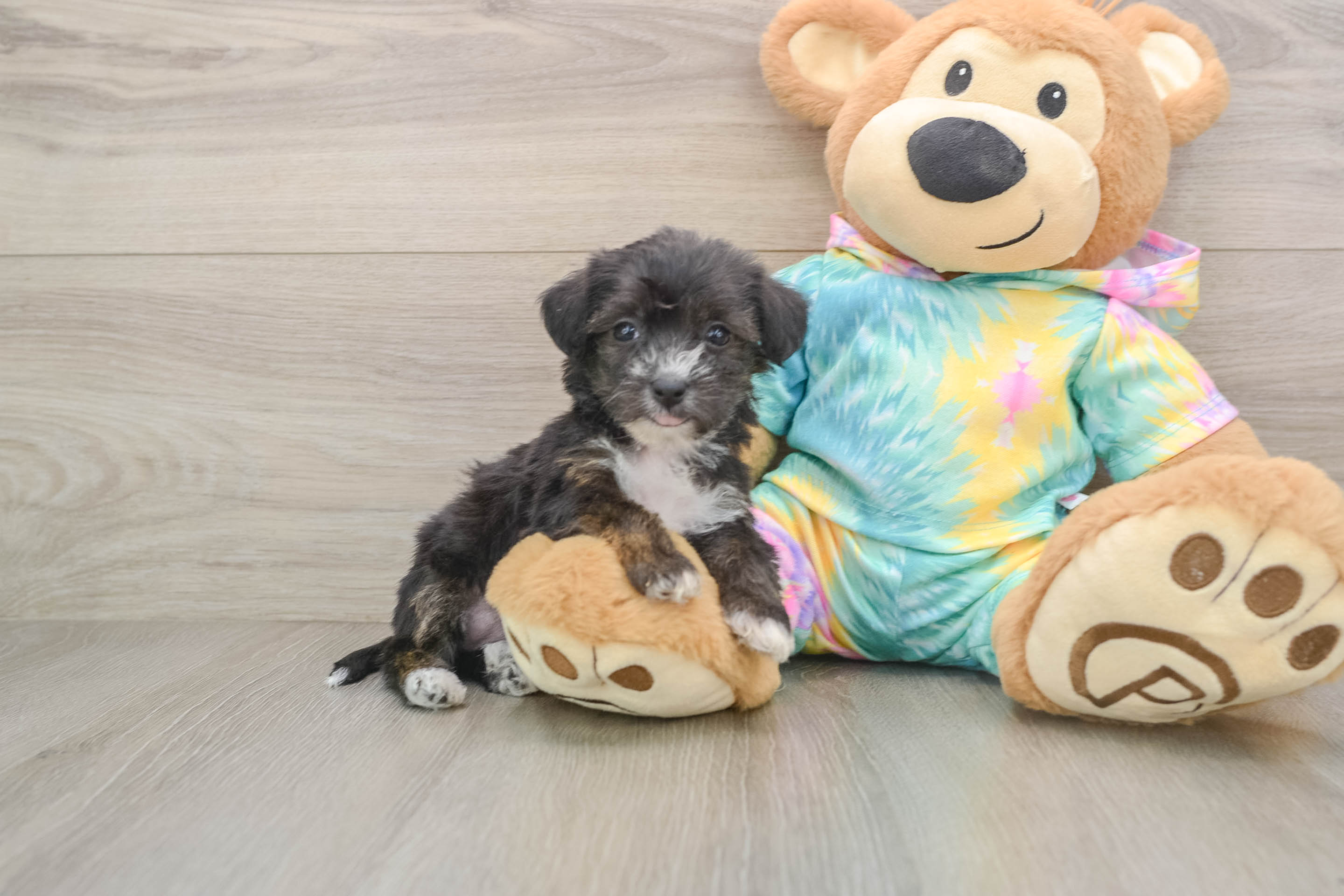 Little Yorkie Poodle Mix Poodle Mix Puppy