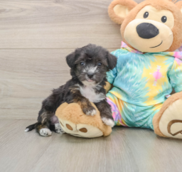 6 week old Yorkie Poo Puppy For Sale - Pilesgrove Pups