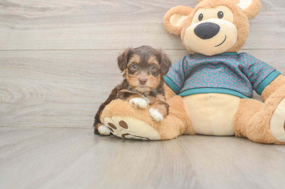 5 week old Yorkie Poo Puppy For Sale - Pilesgrove Pups