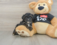 7 week old Yorkie Poo Puppy For Sale - Pilesgrove Pups