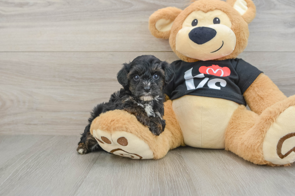 6 week old Yorkie Poo Puppy For Sale - Pilesgrove Pups