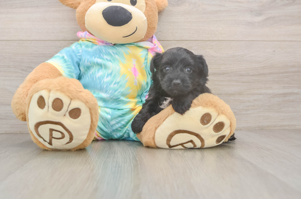 5 week old Yorkie Poo Puppy For Sale - Pilesgrove Pups