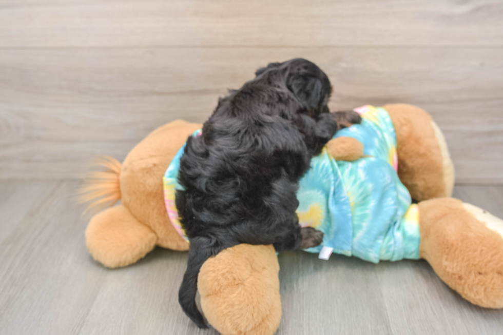 Best Yorkie Poo Baby