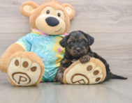 8 week old Yorkie Poo Puppy For Sale - Pilesgrove Pups