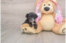 Yorkie Poo Puppy for Adoption