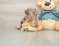 8 week old Yorkie Poo Puppy For Sale - Pilesgrove Pups
