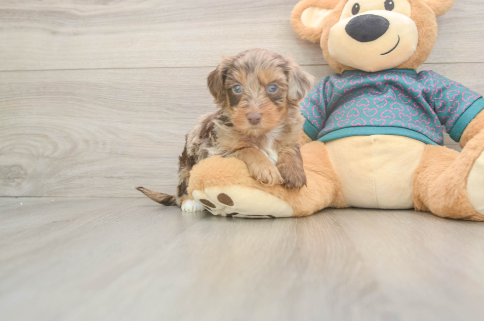 5 week old Yorkie Poo Puppy For Sale - Pilesgrove Pups