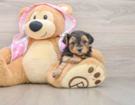 7 week old Yorkie Poo Puppy For Sale - Pilesgrove Pups