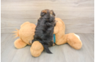 Best Yorkie Poo Baby