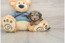 Fluffy Yorkie Poo Poodle Mix Pup