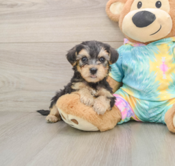 5 week old Yorkie Poo Puppy For Sale - Pilesgrove Pups