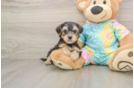 Friendly Yorkie Poo Baby
