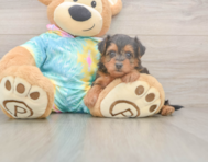 8 week old Yorkie Poo Puppy For Sale - Pilesgrove Pups