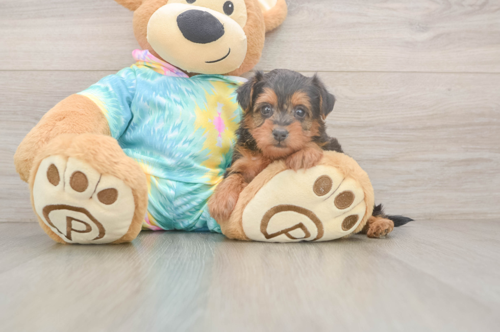 5 week old Yorkie Poo Puppy For Sale - Pilesgrove Pups